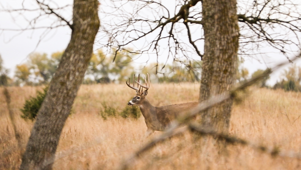 VIDEO: Chris Colston - BUCK FEVER!