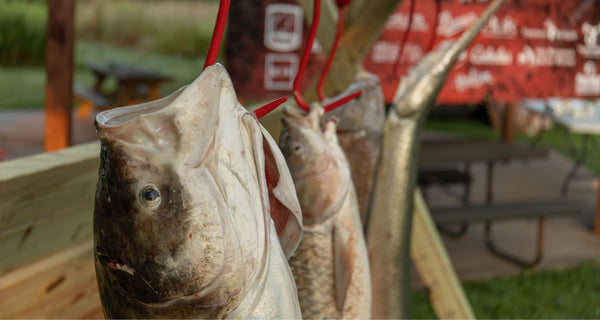 Top Bowfishing Tournaments of 2025