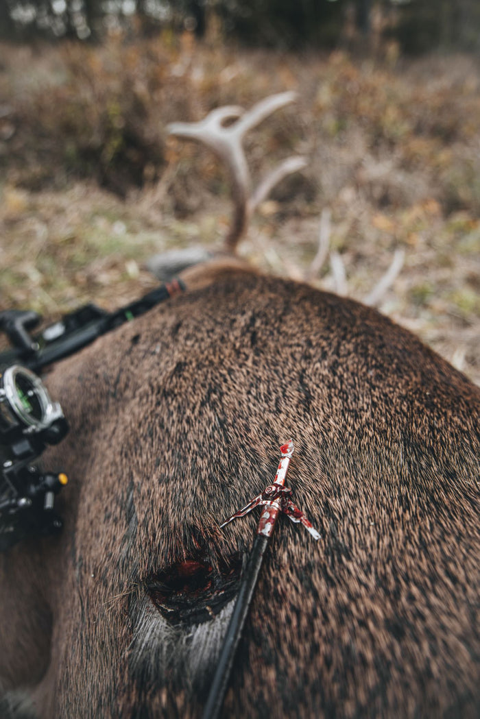 SIK Broadheads SK2 Expandable Broadhead used on Whitetail Buck